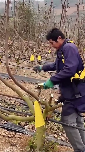 Smart Pruning Method for Baraunay Fig Trees—Right Tools, Faster Work!