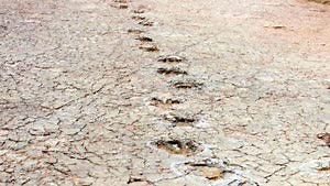 This Fossil Gives Us Clues into What Pangea Was Actually Like