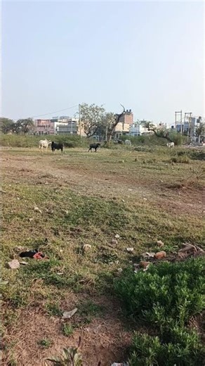 Blue Bull Chegues Bull