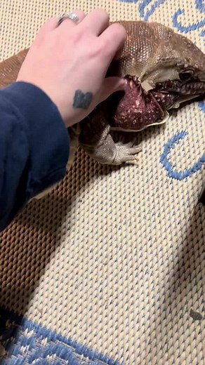 Satisfying ASMR Sounds from Tegu Lizards