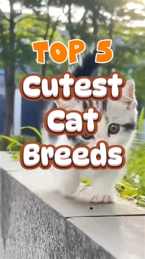 Top 5 Cutest Cat Breeds in the World (Number 1 Will Melt Your Heart!) #catlovers #cat #catbreed