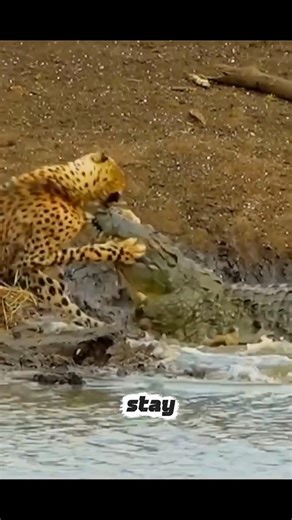 The Silent River Killer 😳| Crocodile Ambush Attack#shorts