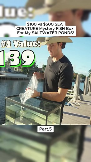 Mystery Fish Box Unboxing: Unique Sea Creatures Revealed