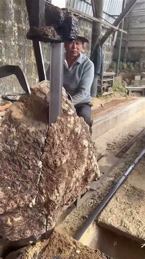 Cutting process of golden camphor wood into slices