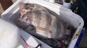 FISHING FRENZY: New Bob Hall Pier quickly becomes top fishing destination for South Texas anglers