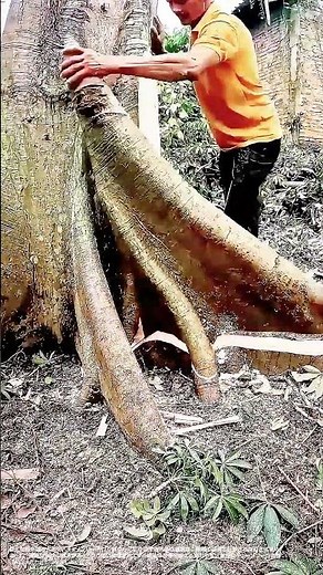 【圧巻の光景】巨大樹を一瞬で切り倒す熟練のチェーンソー技術 #伐採 #職人技 #チェーンソー #世界の現場 #shorts