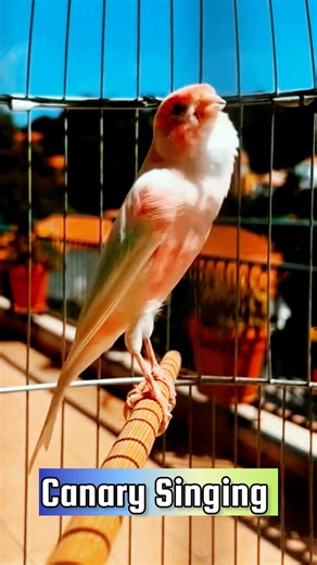 Canary Singing Training Video | Best Canary Singing | Canary Bird Sounds #galerikenariindonesia