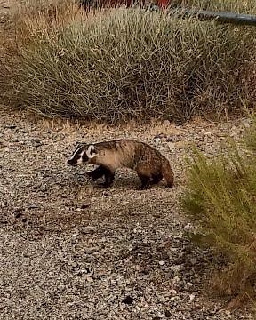 Hunting Buddies: Badger & Coyote