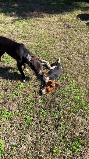 Challenges of Training Beagle Puppies