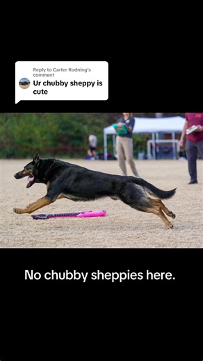 Train Your German Shepherd for Dog Sports