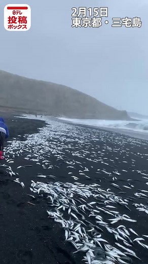 【浜辺に大量の魚が打ち上がる 東京・三宅島】15日正午ごろ、三宅島で撮影された映像。海岸に大量の魚が打ち上がっているのがわかります。撮影した人によりますと、魚は数百メートルにわたって打ち上がっていて、このような状況になることは珍しいということです。#三宅島 #日テレnews24