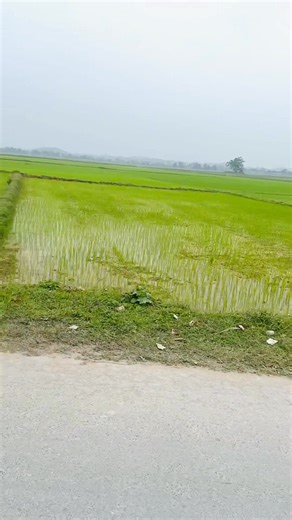 Với mấy đứa nhỏ,thế là Tết.Đi dọc đương thấy hình ảnh này yêu quá😍🌸 | Chích Choè