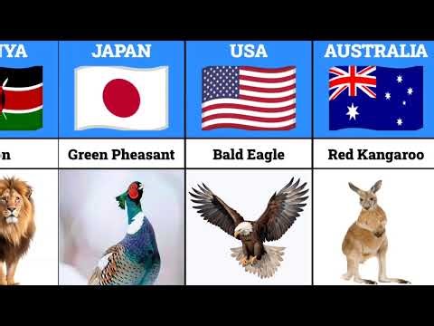 🌍 Countries and Their National Animals Comparison | World National Symbols Explained 🐅🦅🐘