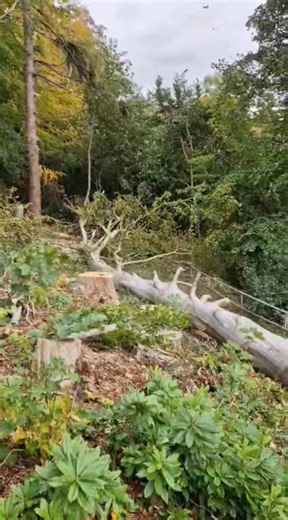 F*****g beautiful #treefelling #timberwolf #husqvarna #arborist #stihl #highlands #treeremoval #treesurgeonlife #timberwolfchipper #StormAmy | Amber Tree Care Highlands