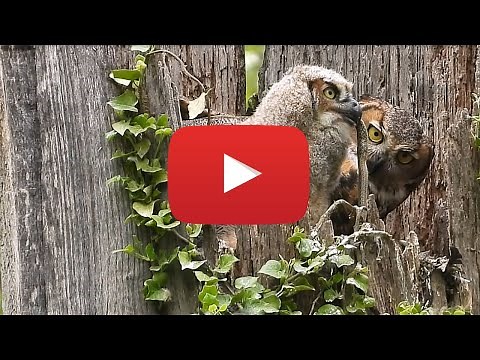 Baby owl eats live snake