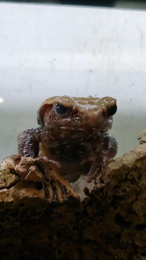Mesmerizing Toad Shedding Footage