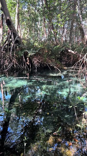 Amayik Tours Yucatan on TikTok