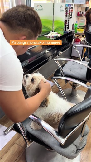 Sounds to Attract Your Dog: Engaging Dog Lovers