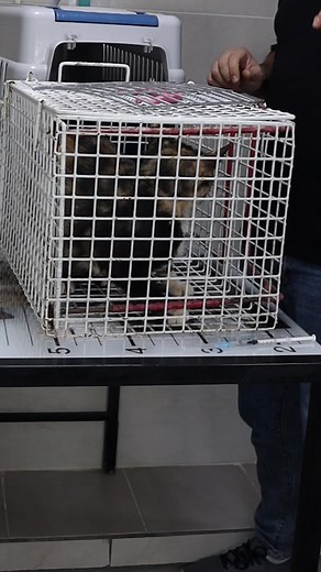 Effective Ways to Handle an Angry Cat and Ferocious Cat