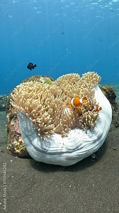 False Clown Anemonfish (Western Clownfish) - Amphiprion ocellaris, living in an anemone. Underwater world of Tulamben, Bali, Indonesia. 4k slow motion.