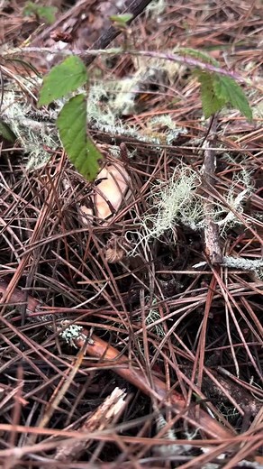 Absolutely loving these big chonky woodland #HedgehogMushrooms #Hydnumwashingtonianum. Previous to DNA sequencing, these would have been known as Hydnum repandum, but that’s actually a European species. These are large super solid mushrooms growing in mycorrhizal association with conifers (in this case pine) on the west coast of North America. Fruiting bodies can grow for months at a time when conditions are right, meaning they can get massive given enough time. . Hedgehogs have have cream color