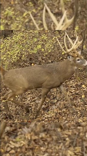 “Epic 4K Whitetail Deer Hunt–BigBuck #bowhunting#DeerHunting in USA#CanadaHunting