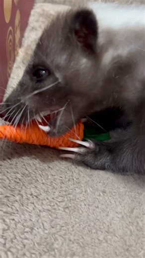 She turns herself into a rabbit?!🐇😱#animallife #animals#shortvideo#skunks#pets#shorts#funnyanimals