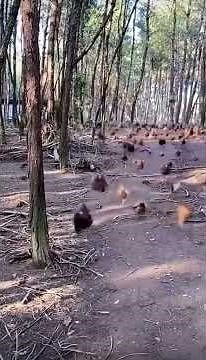 Man brings chicken army into war
