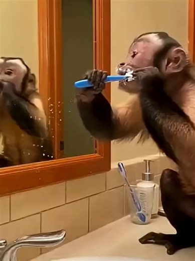 Funny Monkey Brush Teeth Moment