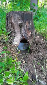 1.5M views · 10K reactions | Little Rabbit sleeps snoring cute rabbit fast hand | Sosa | Facebook