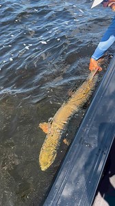 Master the muskie release: they put up a strong fight and need time to get their energy back. Give them a rest to keep them healthy and swimming! #strikerbrands | Striker