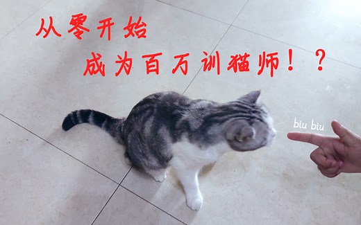 手把手教你怎么训练猫，一般不外传的秘诀，你也能成为百万训猫师！？