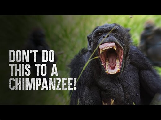 How To Survive A Chimp Attack