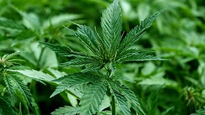 Hemp, Plant, Green, Crop