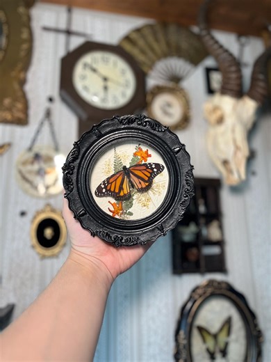 Monarch Butterfly Specimen, Gothic Shadowbox Frame, Vintage Floral Art - Etsy