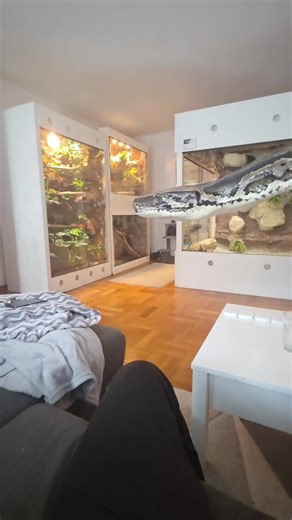 #python #viral #foryou #trending #terraristik