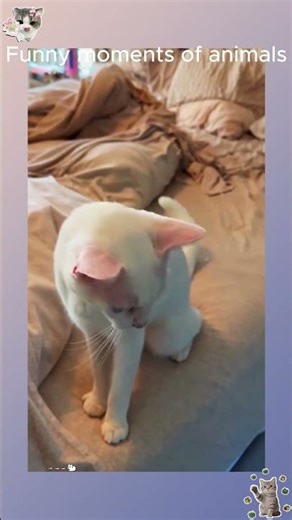 Funny cat fails that will make you laugh