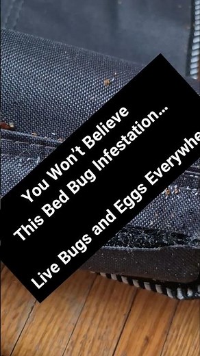 Warning: Severe Bed Bug Infestation Found in This Room