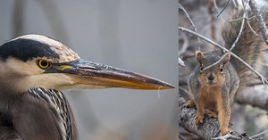 Testing the Animal Detect Autofocus on the Panasonic G9