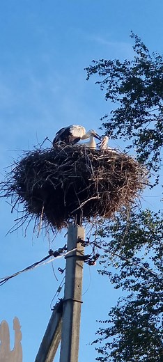 Captivating Stork Family Interactions in Nature