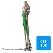 Músculo tibial anterior