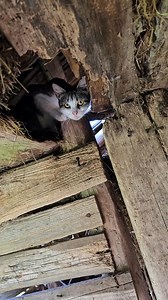 29K views · 193 reactions | The cat guarded the robber's house and did not let him look for the treasure. #history #survival | Haya Reels | Facebook