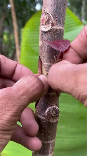 Budding Practice for Beginners 🌱✂️ | Grafting Tutorial #shortsvideo #budding #grafting #airlayering