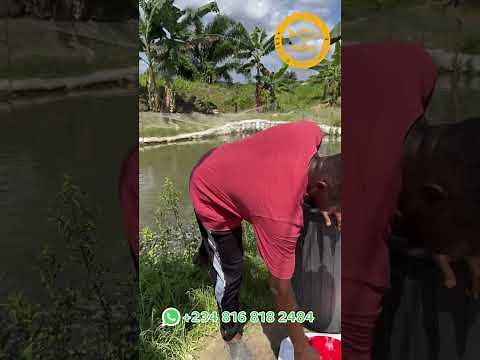 Catfish Farming: Feeding, Harvesting, and Processing for Smoked Catfish Production