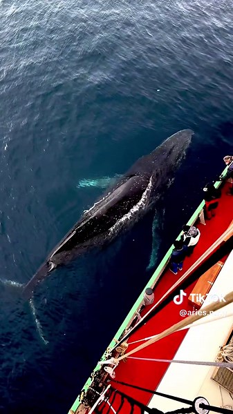 Antarctic blue whale... #antarctica #sea #ocean #nature #nationalgeographic #travel #traveltiktok #traveling #traveling #fotos #fotografia #video #epic