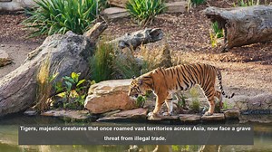 10 Global Efforts to Combat Illegal Tiger Trade