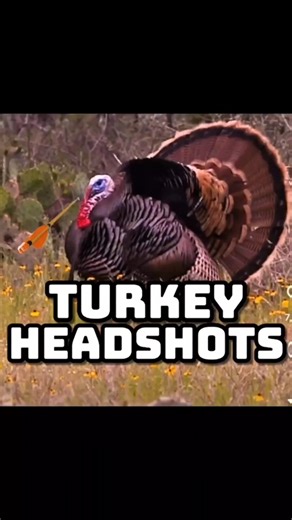 Эпическая охота на дикого индюка на рассвете#shorts