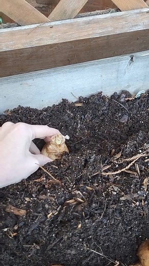 2.1K views · 10K reactions | Get your bulbs for your Fall planting now!  | DutchGrown | Facebook