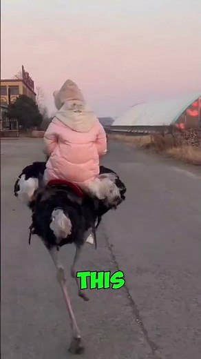 Riding an Ostrich Gone Wild! 🐦