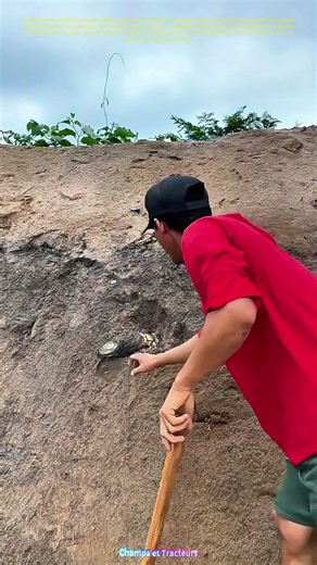 Lutte contre la nature : Comment un homme extrait une racine de terre avec une houe ?